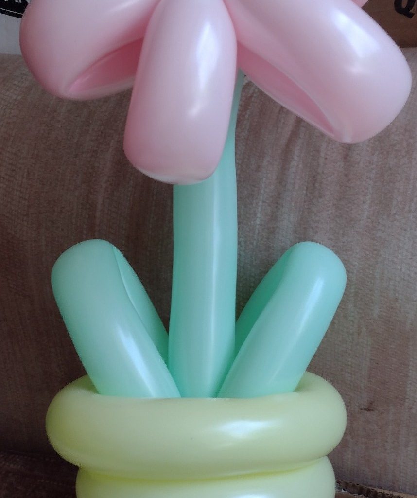 balloon flower